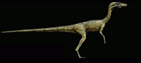 Procompsognathus triasicus